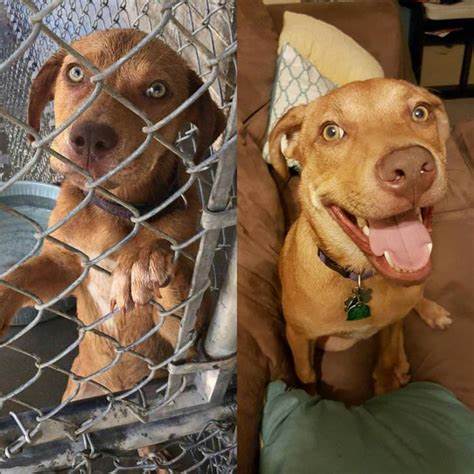 Misión Huellitas: rescate y atención médica